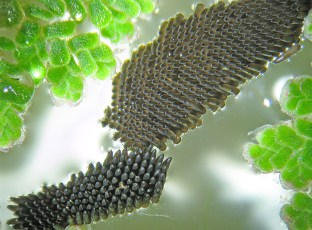 Modified by CombineZP